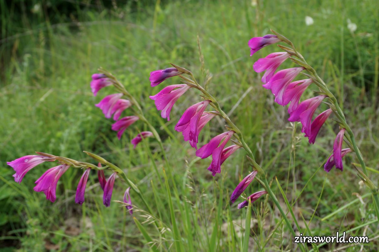 Gladiolus Palustris