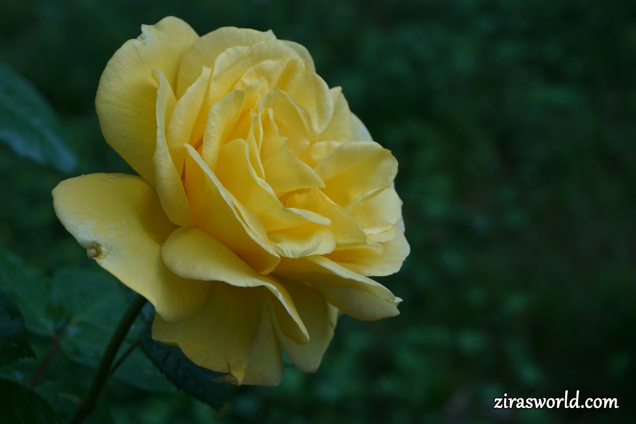 Yellow Rose