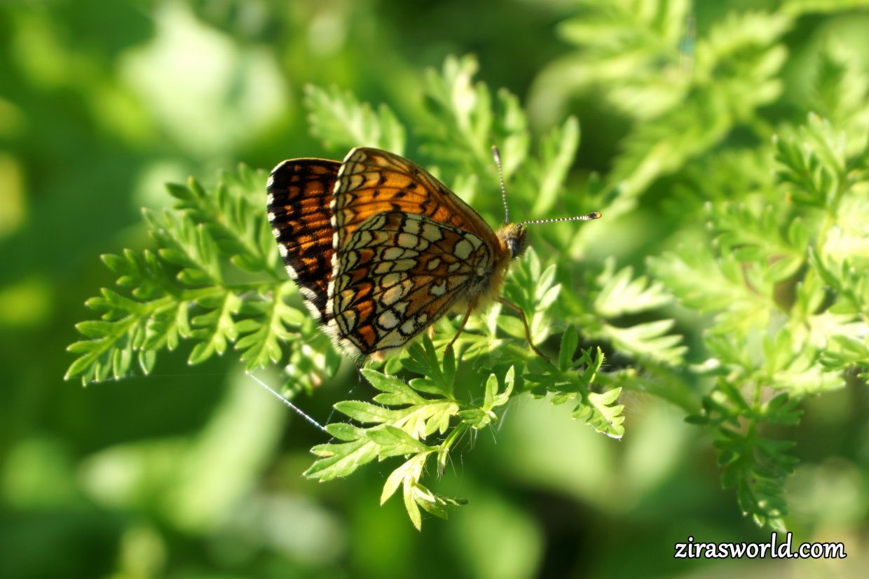 Melitaea Athalia Underside