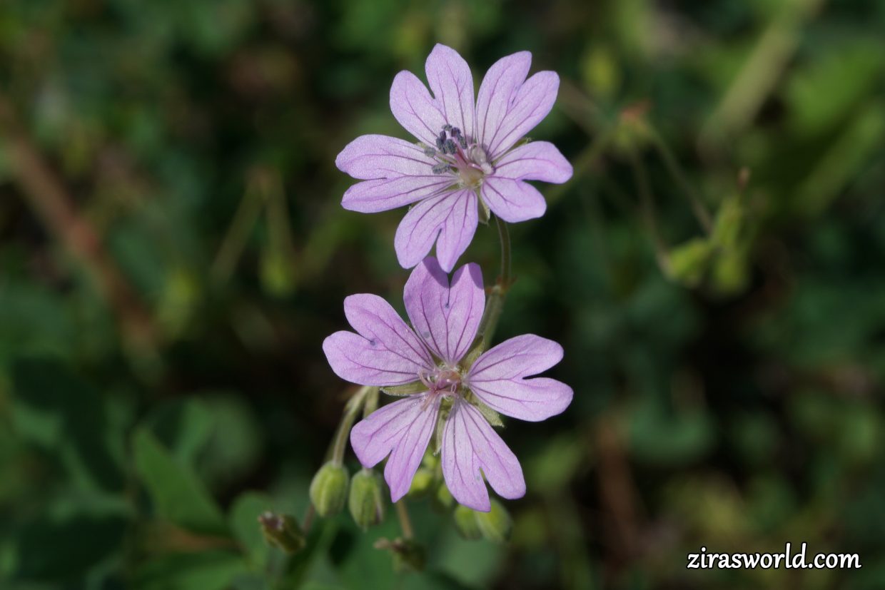 Geranium Pyrenaicum