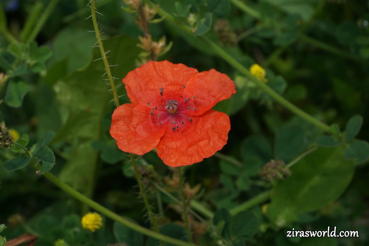 Common Poppy