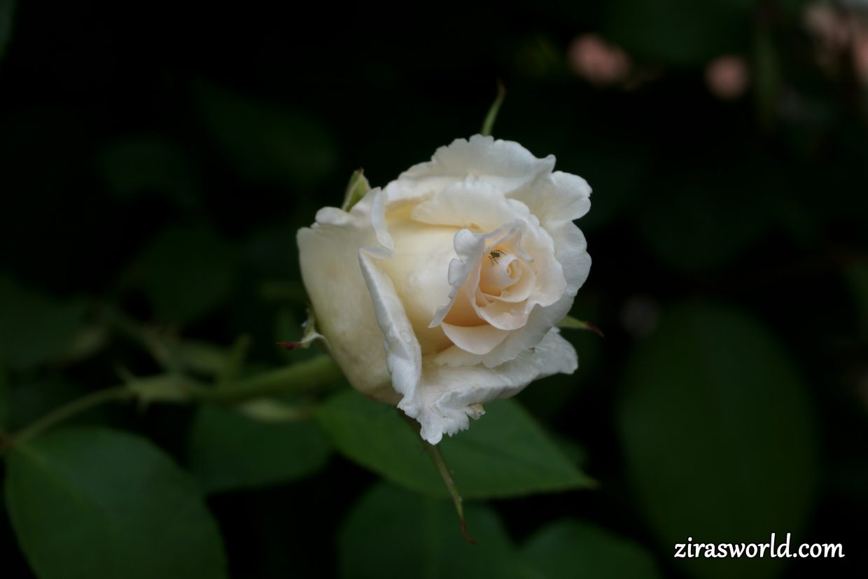 White Rose Bud