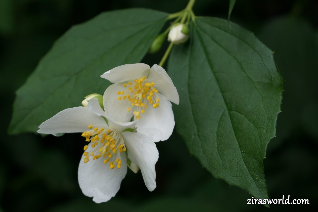 Philadelphus Coronarius