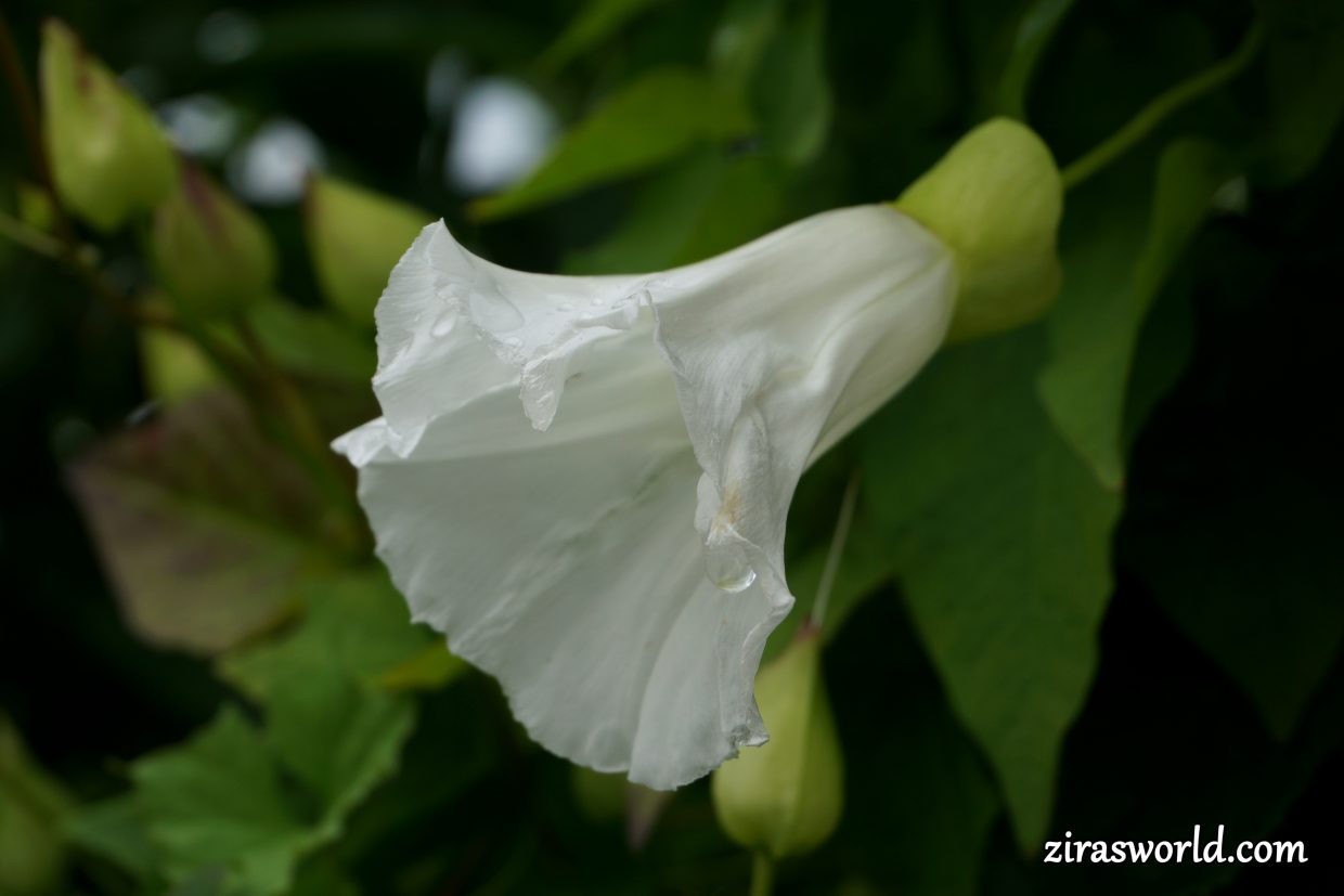 Calystegia Silvatica