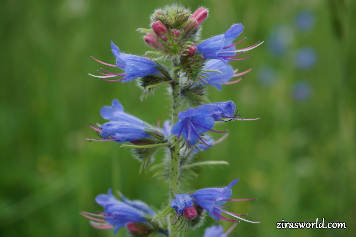 Echium Vulgare