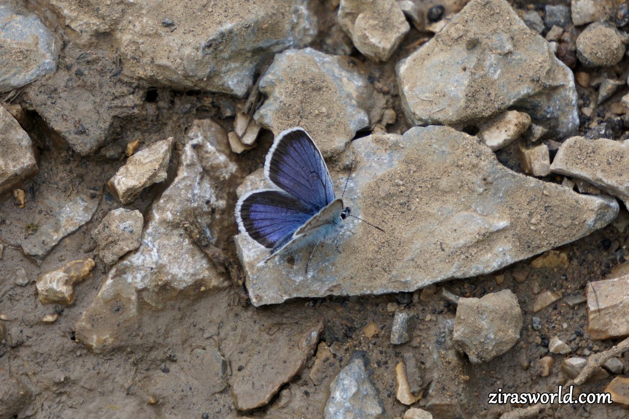 Plebejus Argus