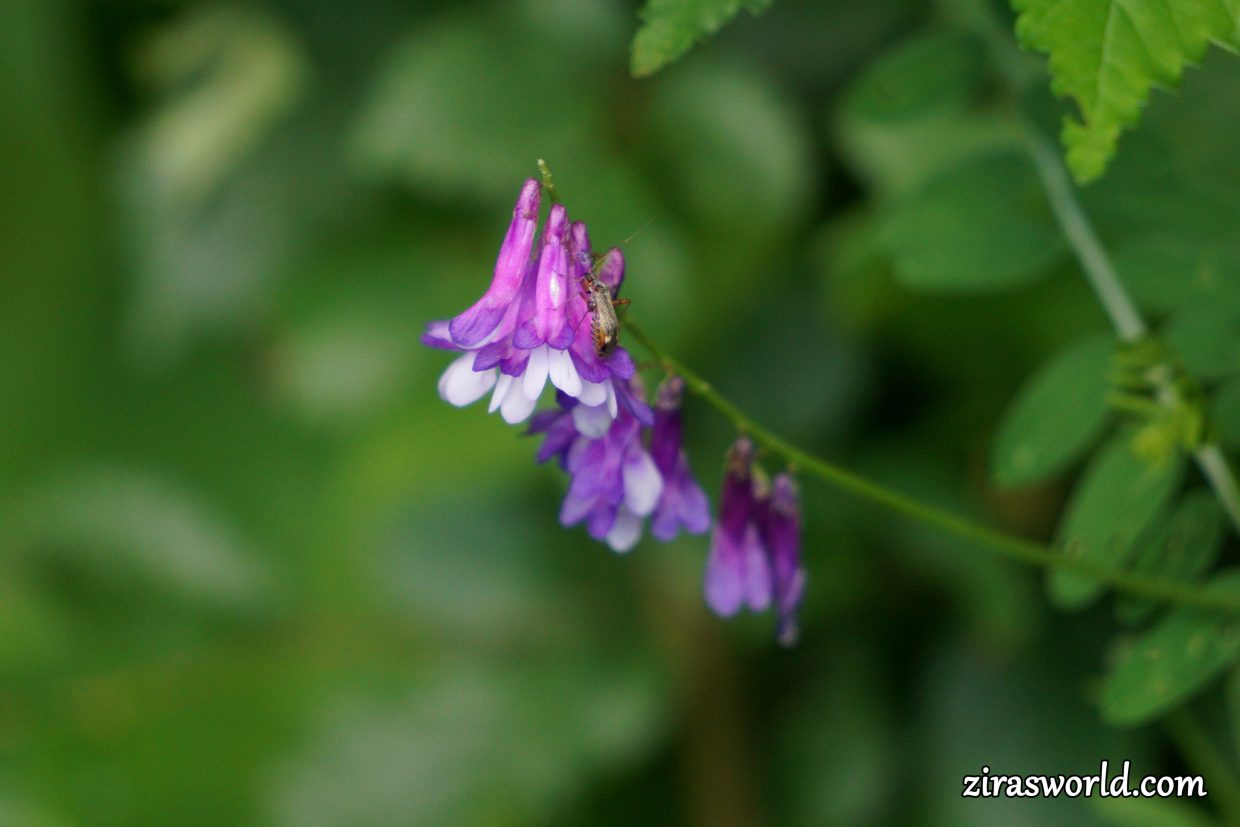 Vicia Cracca