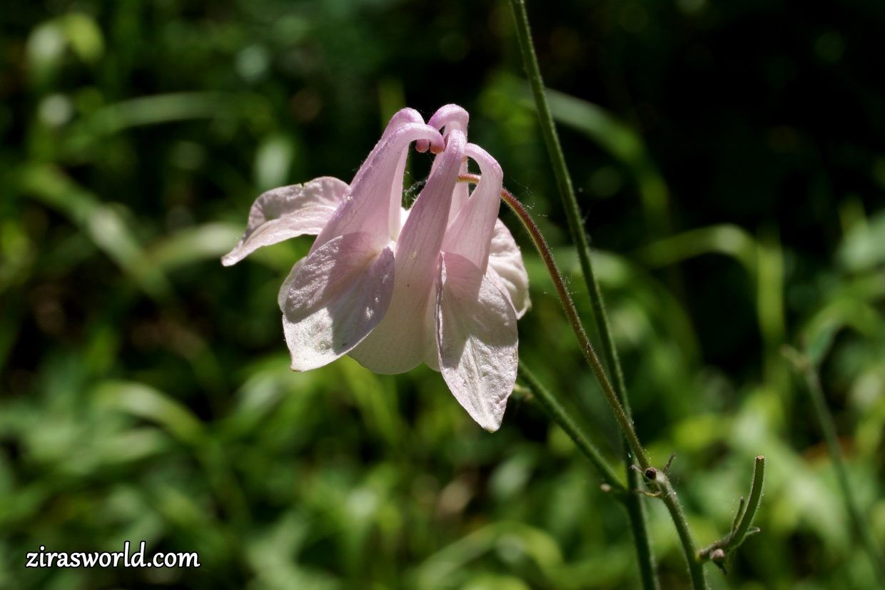 Aquilegia Vulgaris