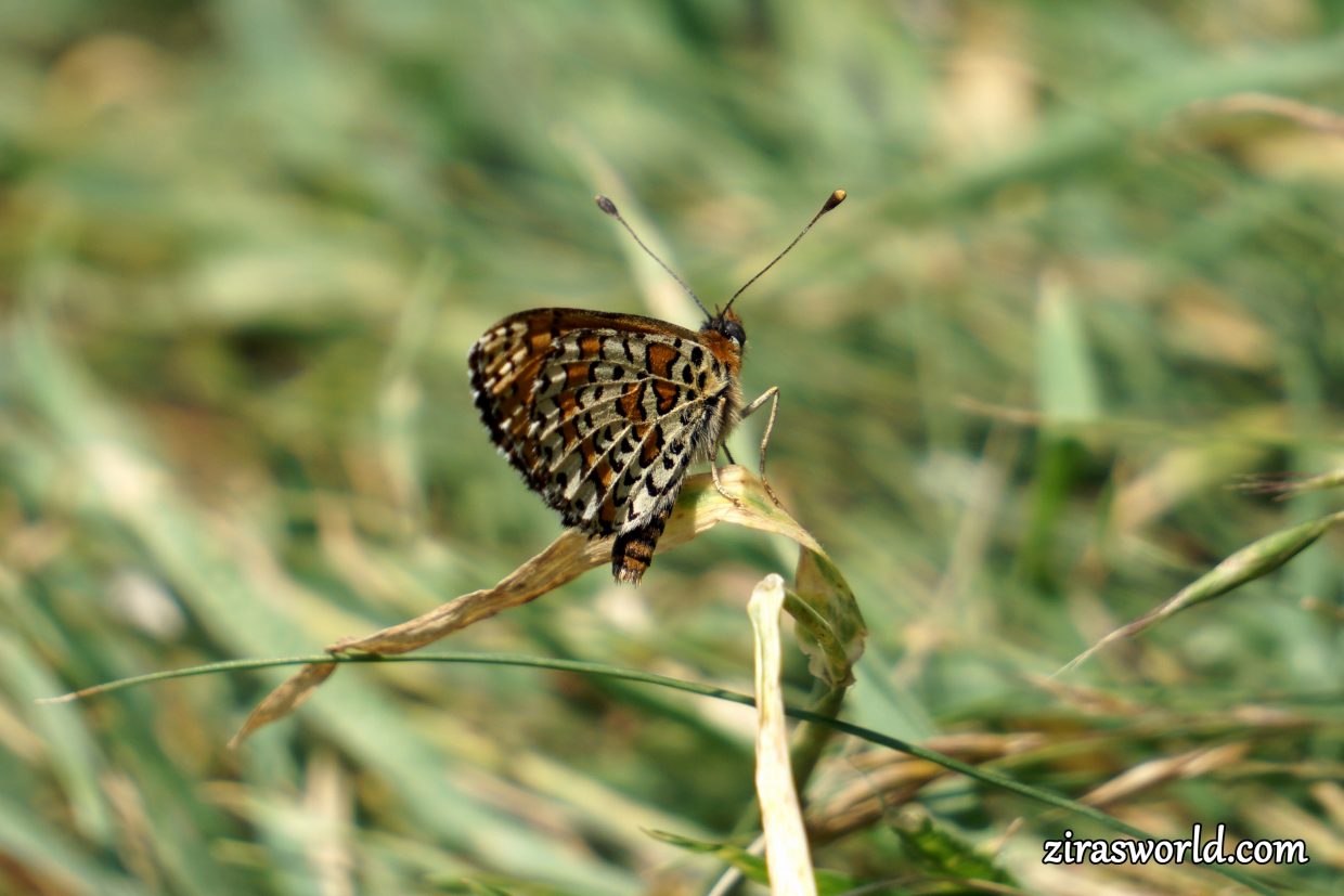 Melitaea Trivia