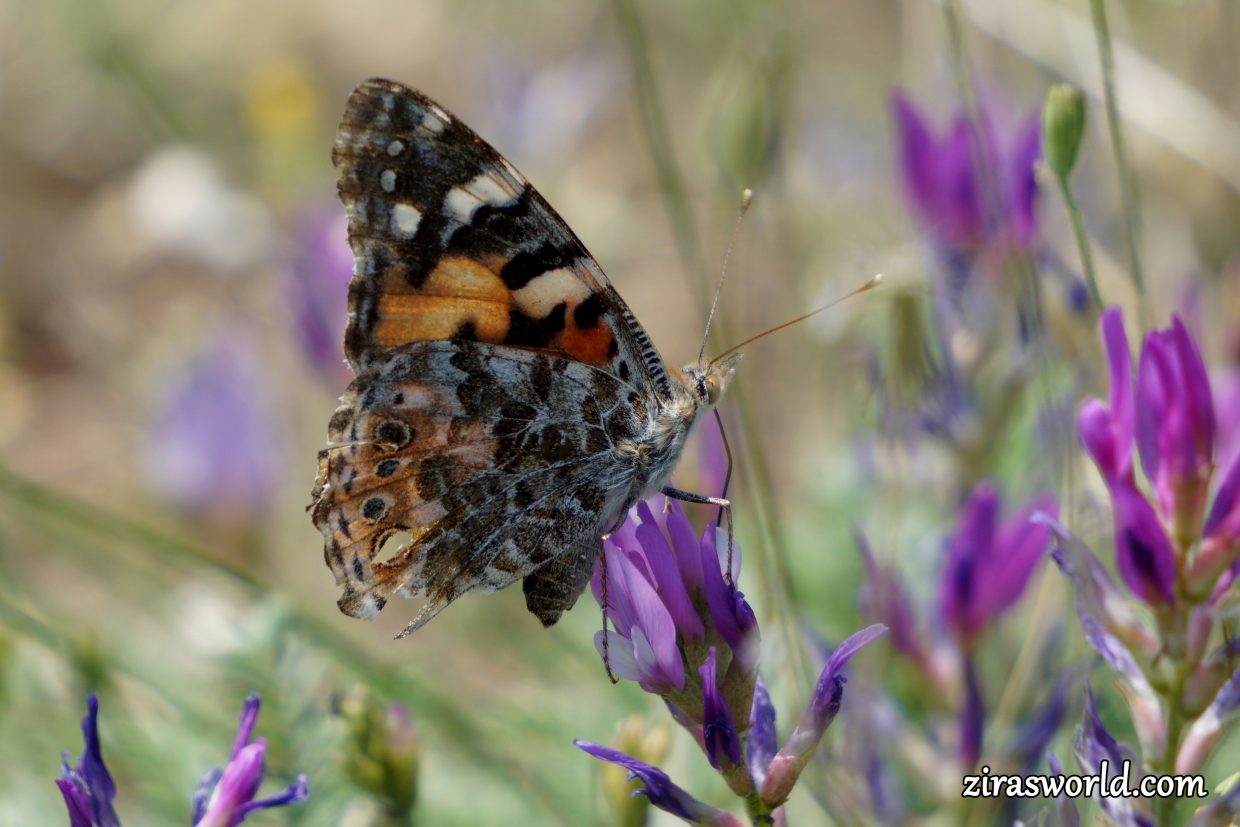 Vanessa Cardui
