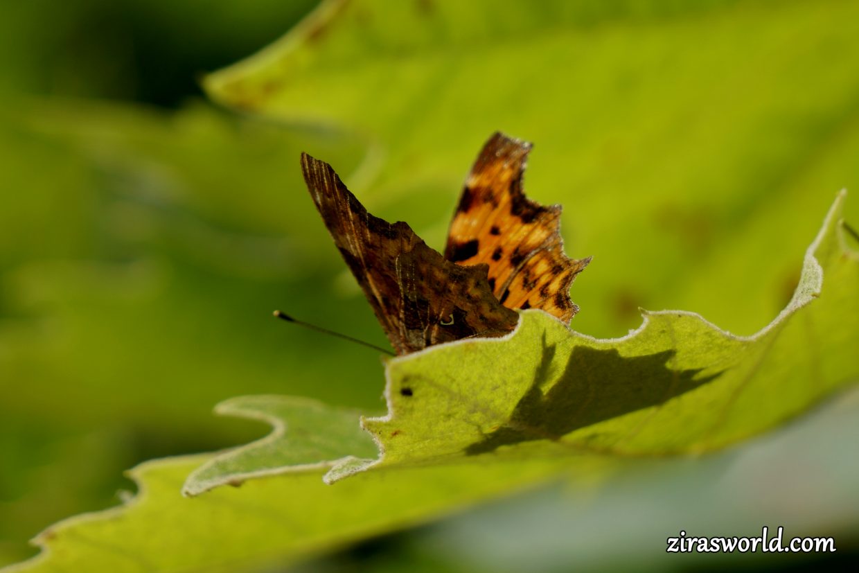 Polygonia c-Album