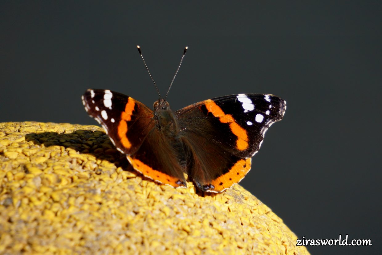 Vanessa Atalanta