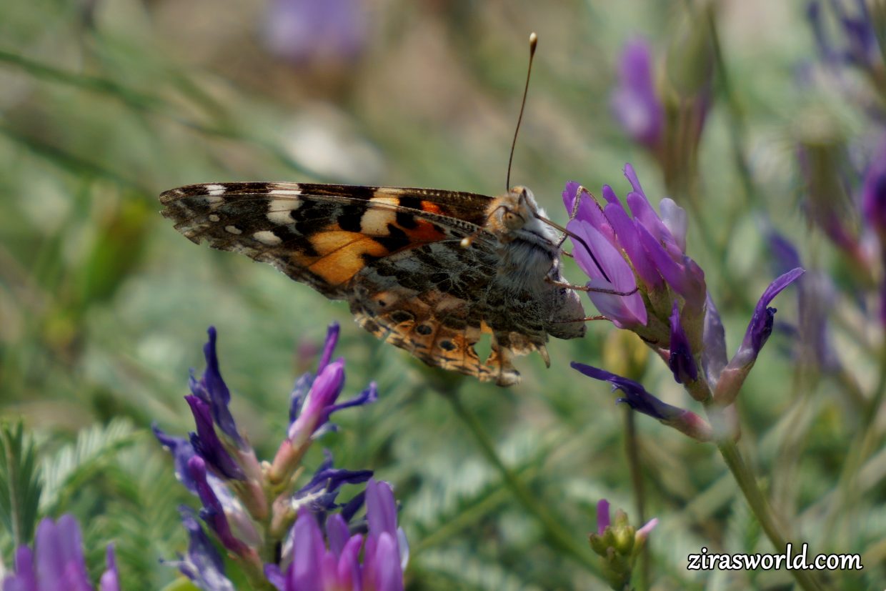 Vanessa Cardui