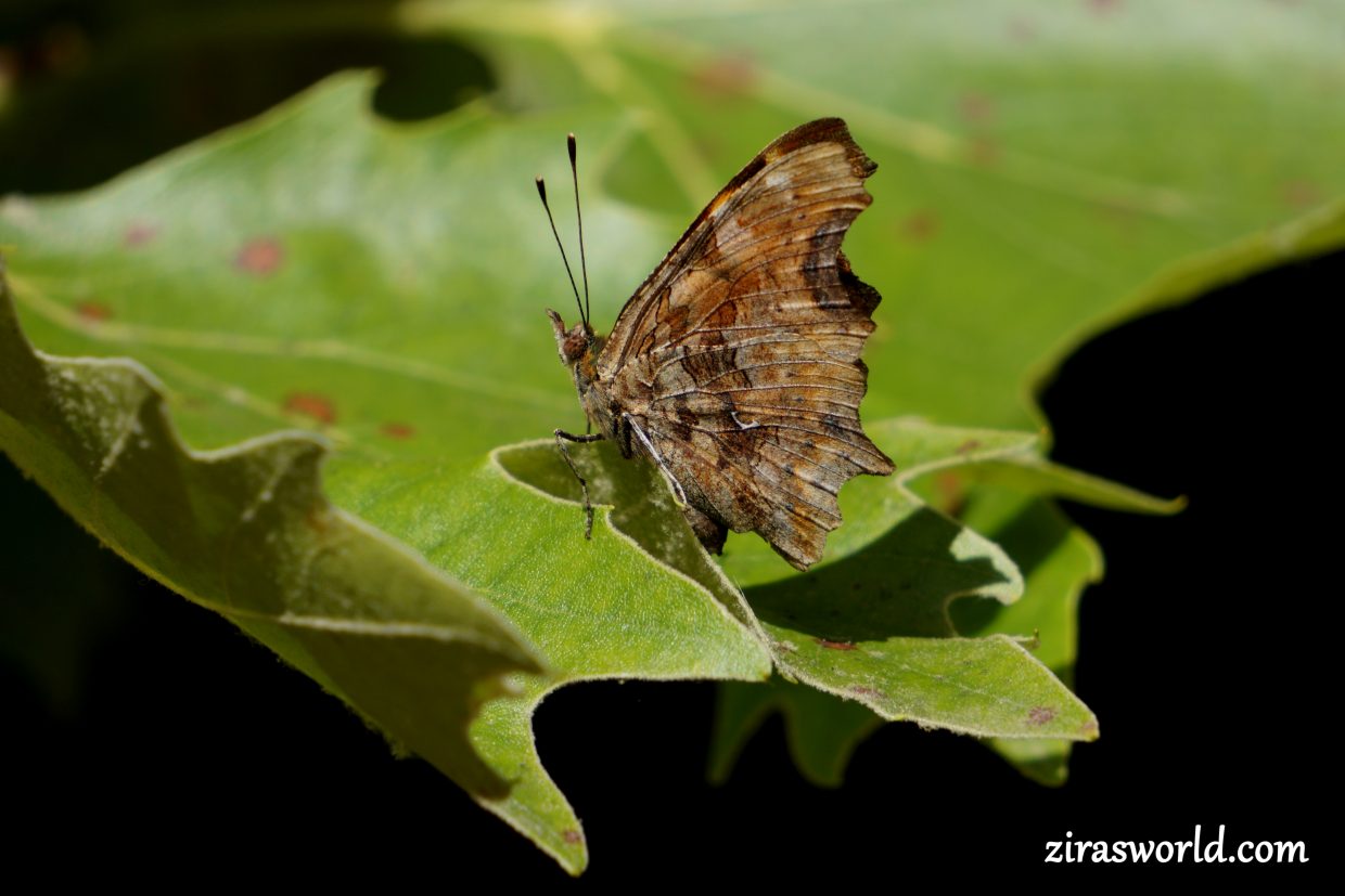 Polygonia c-Album