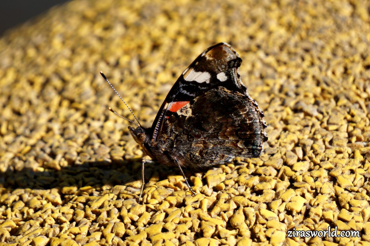 Vanessa Atalanta