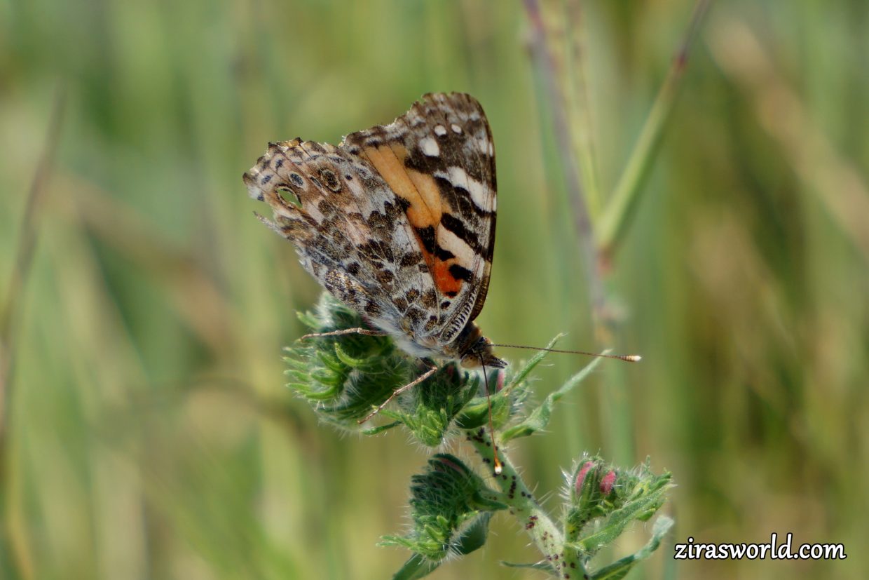 Vanessa Cardui