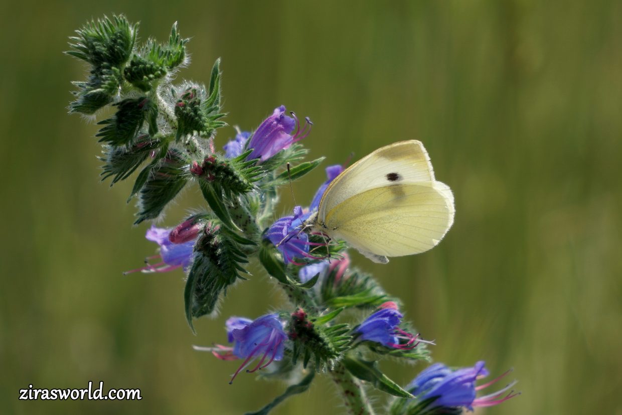Pieris Brassicae