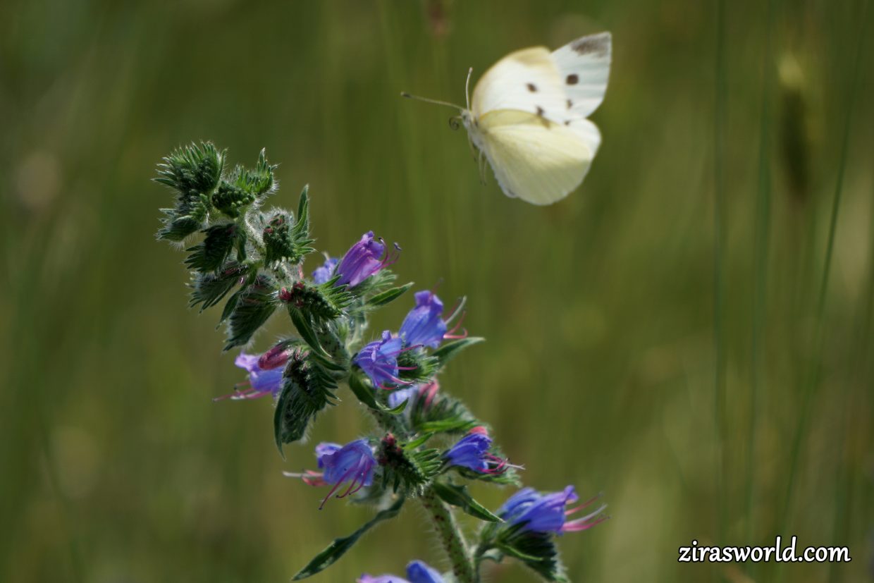Pieris Brassicae