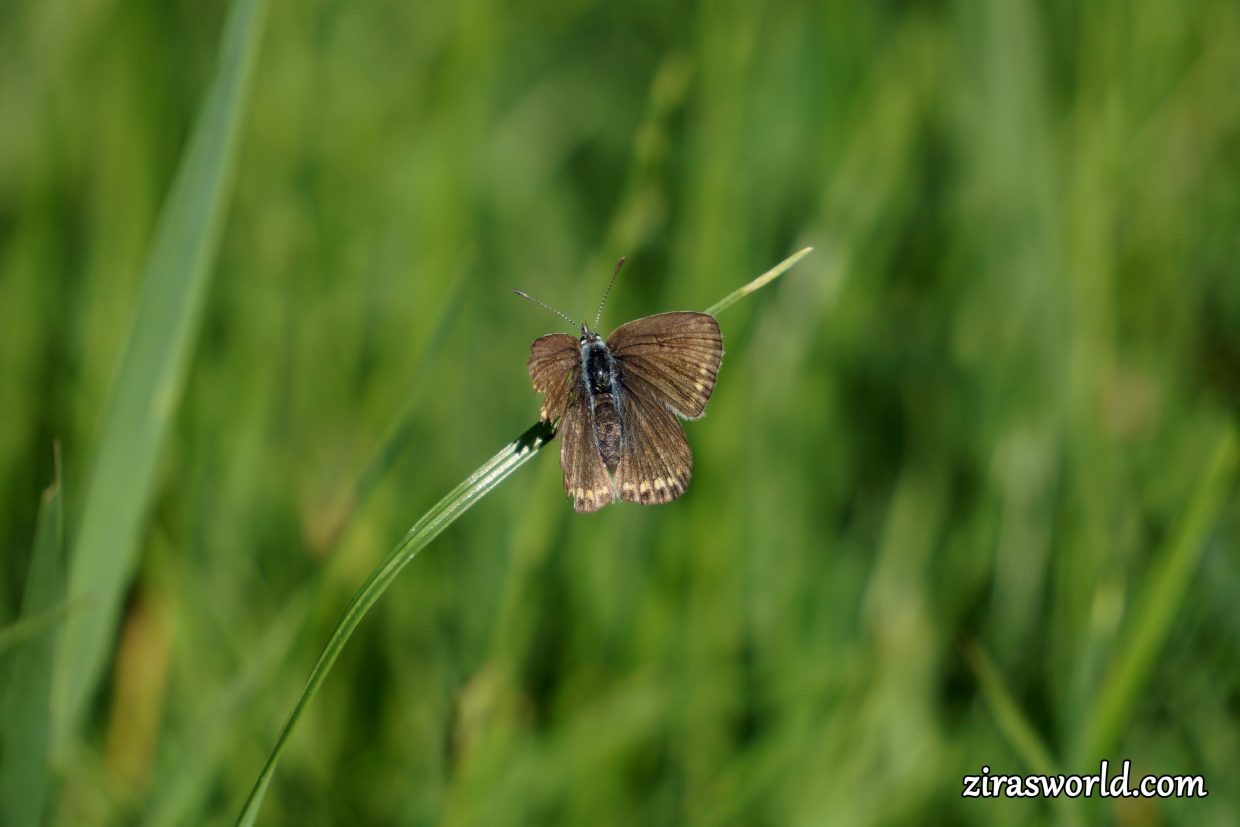 Plebejus Argus Female