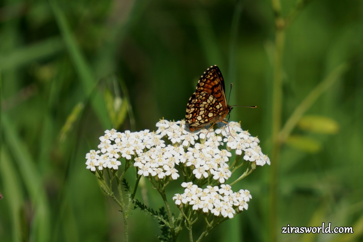Melitaea Aurelia