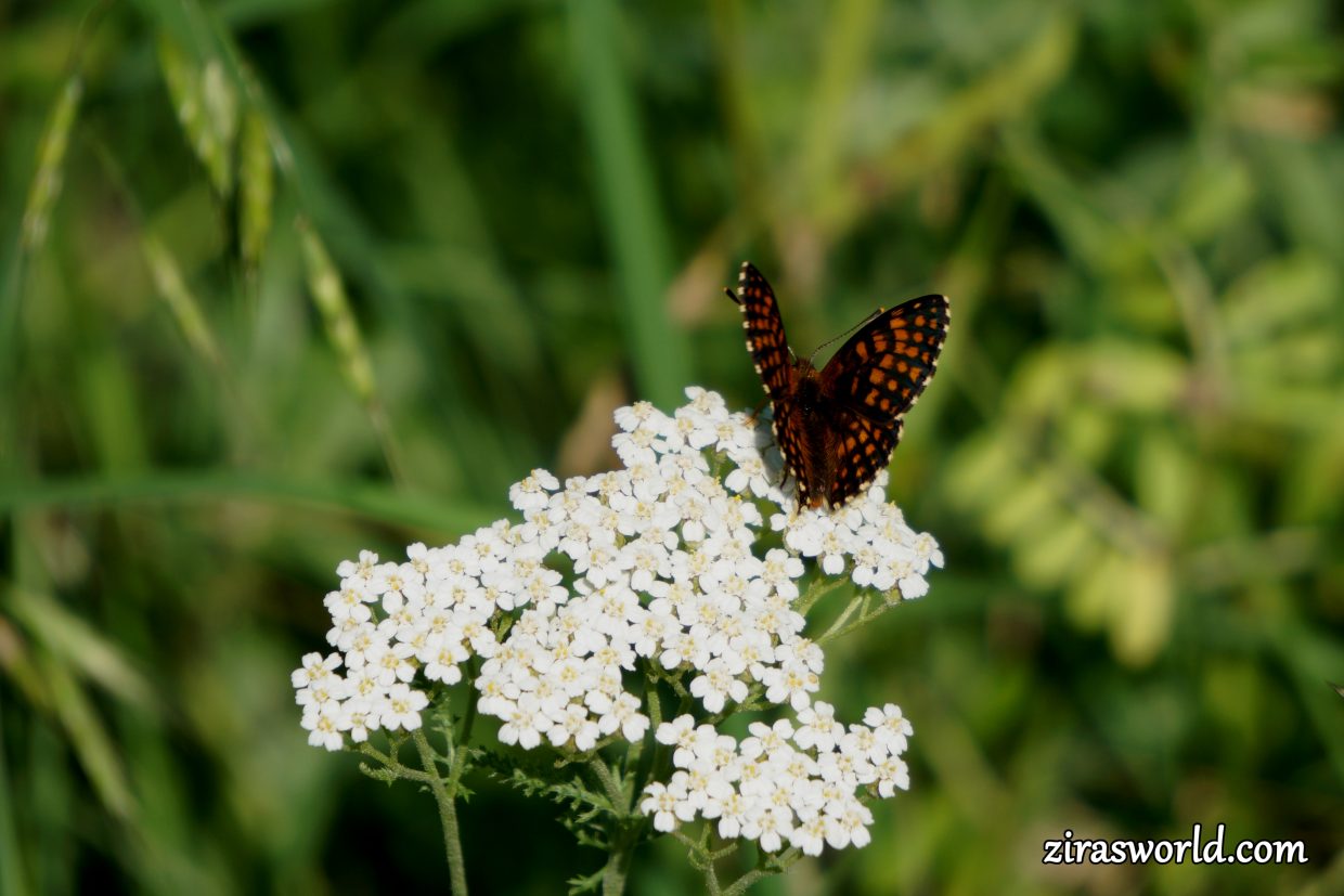Melitaea Aurelia