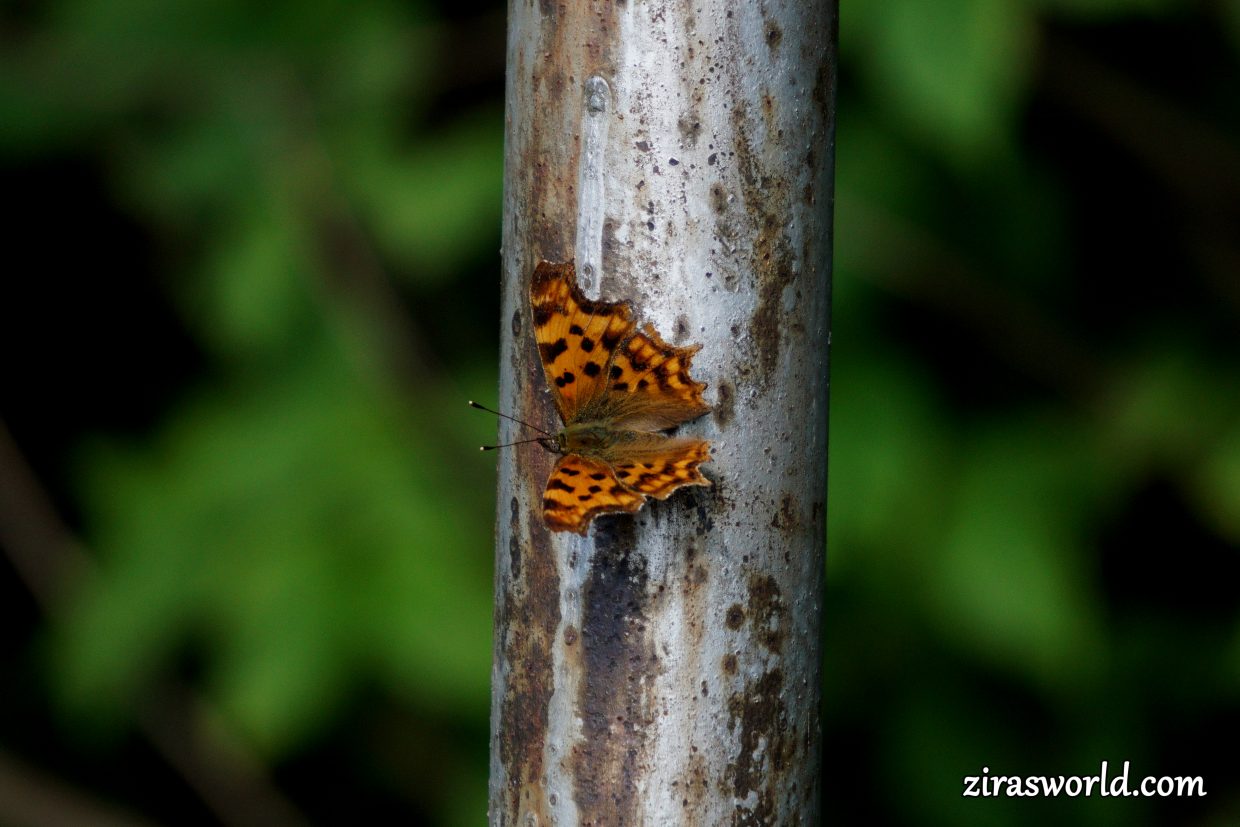 Polygonia c-Album
