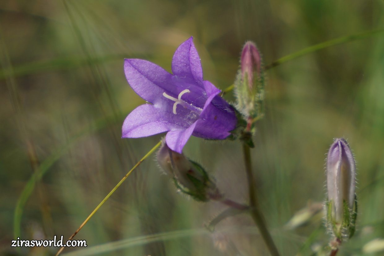 Campanula Trachelium