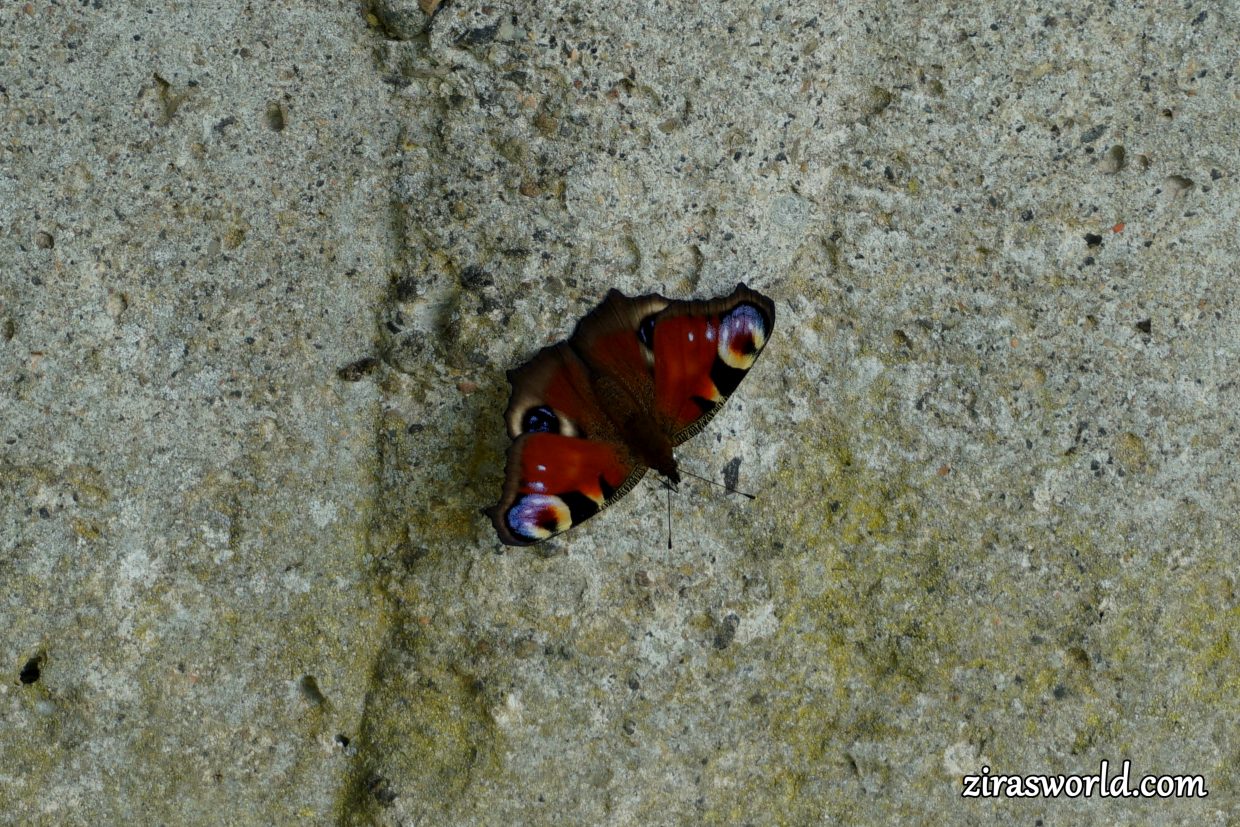 Aglais Io