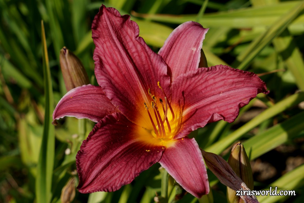 Purple Tiger Lily