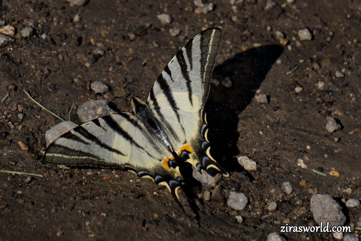Iphiclides Podalirius
