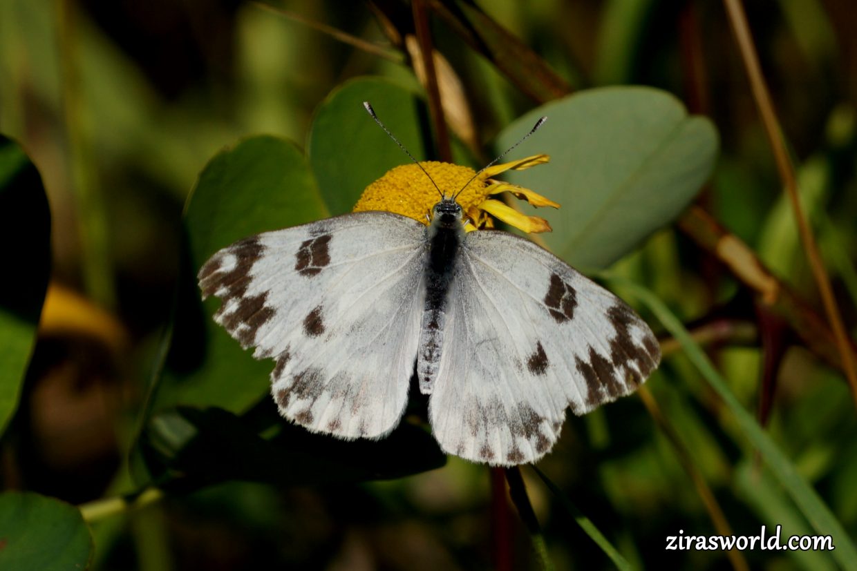Pontia Edusa