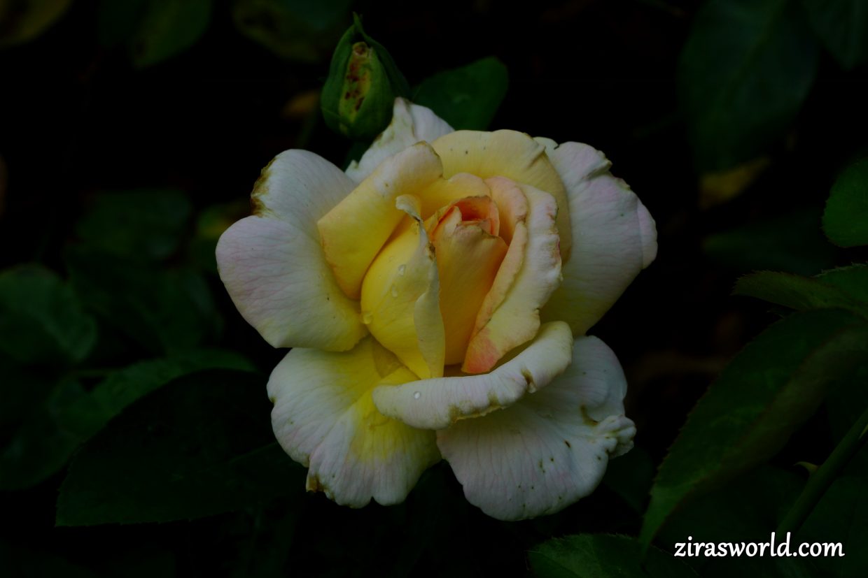 Yellow Roses