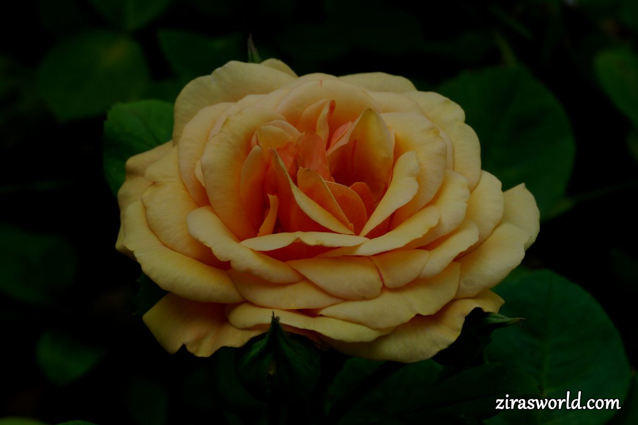 Yellow Roses