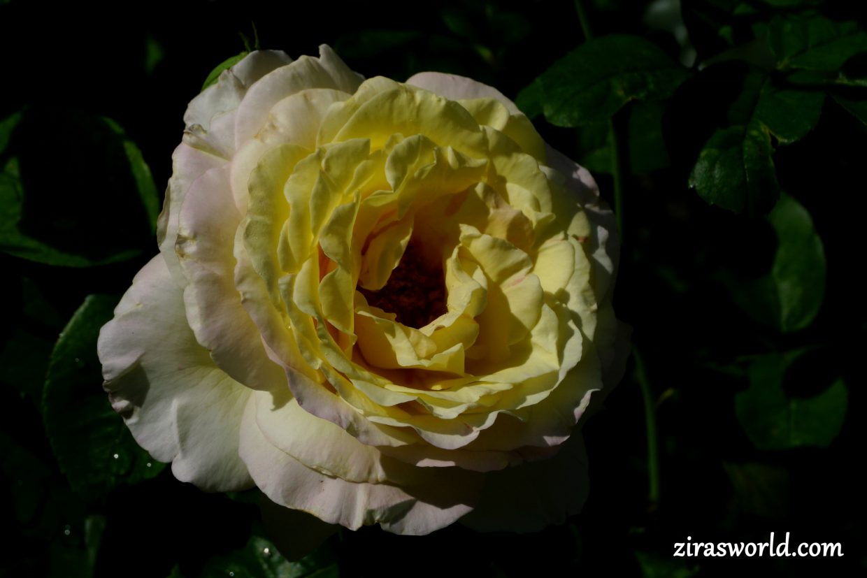 Yellow Roses