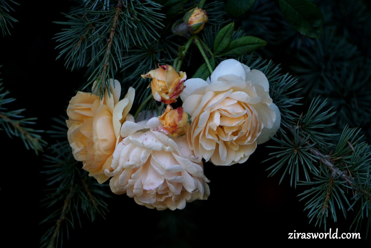 Climbing Rose