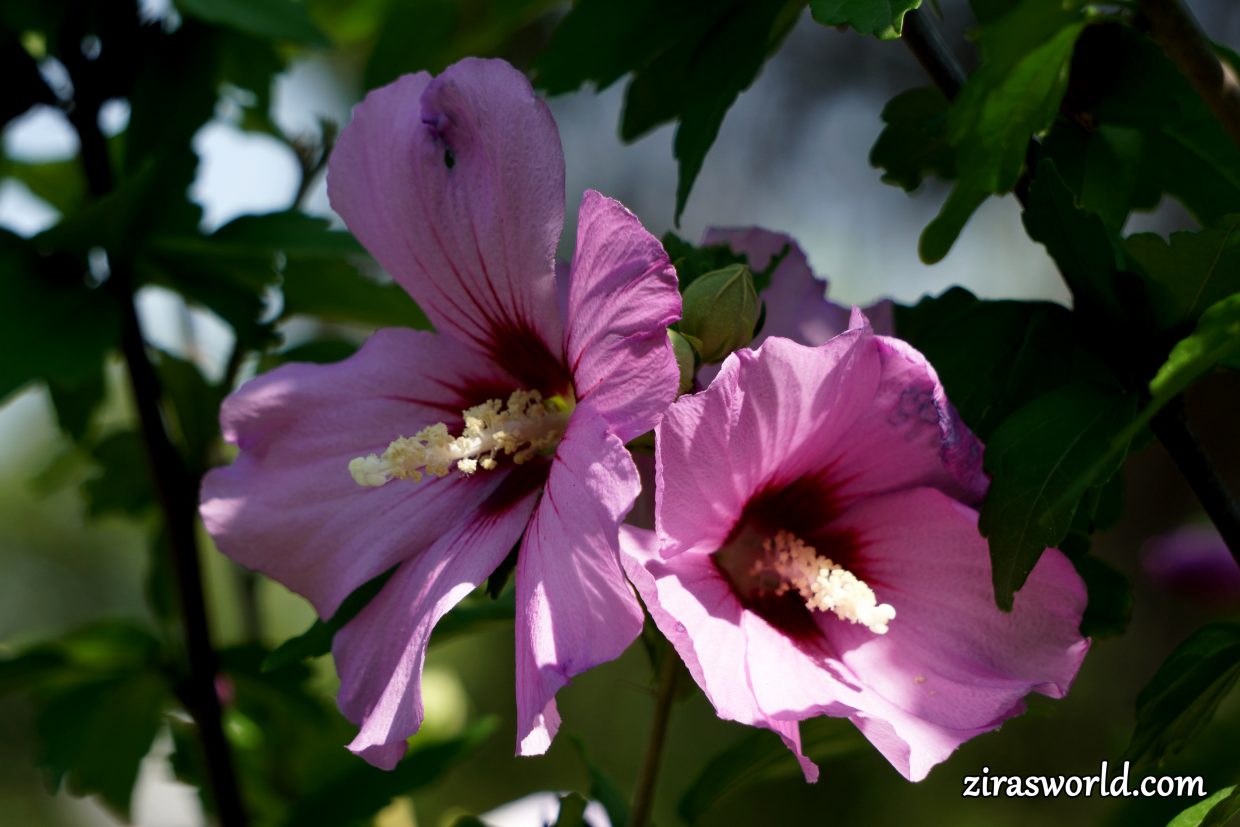 Hibiscus Syriacus
