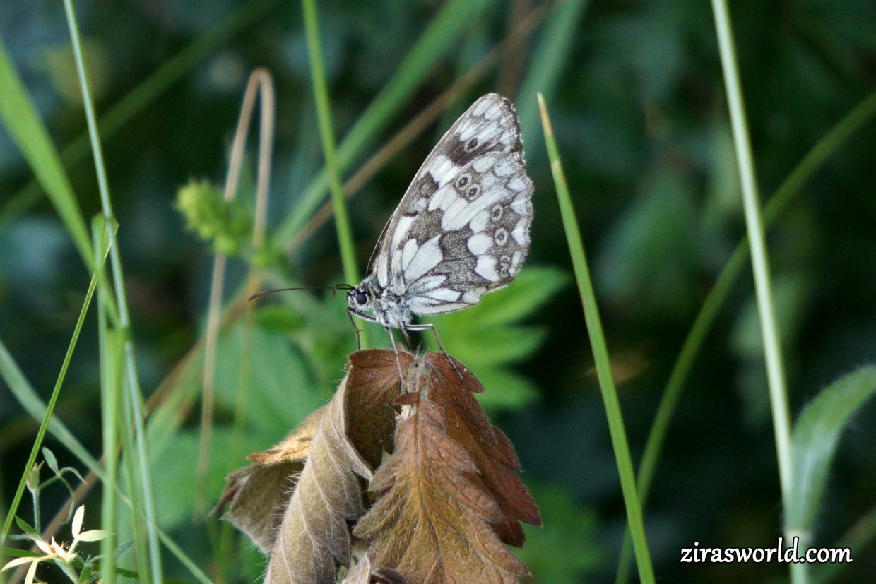 Melanargia Galathea Underside