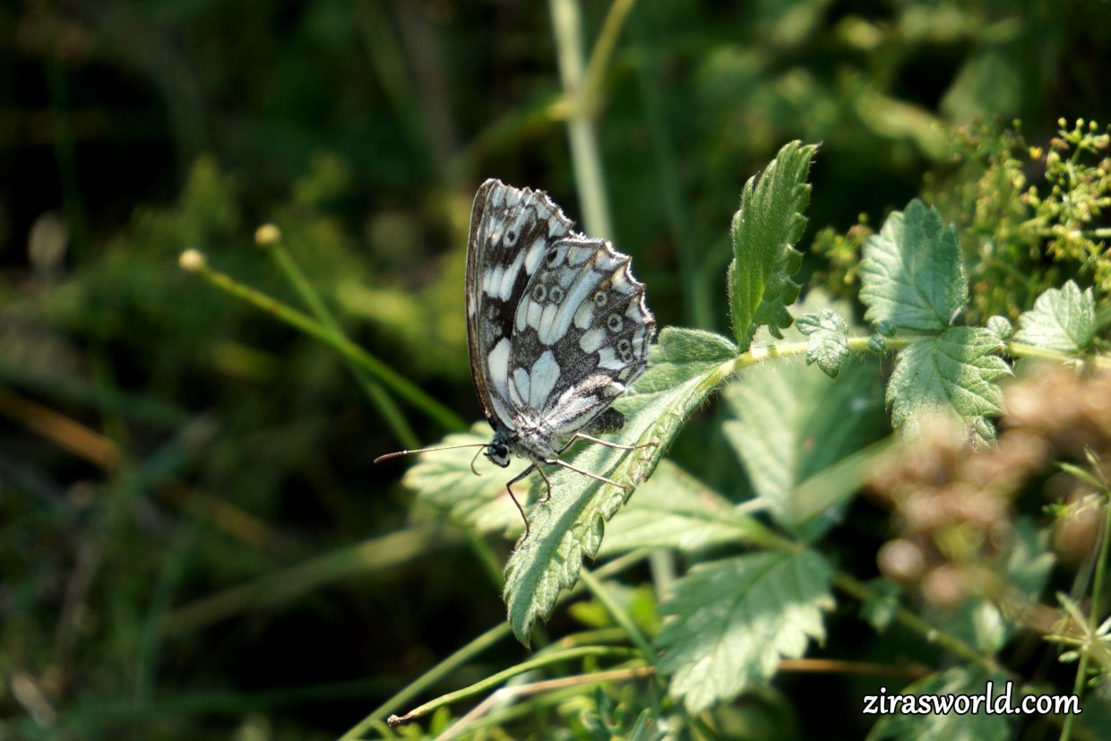 Melanargia Galathea Underside