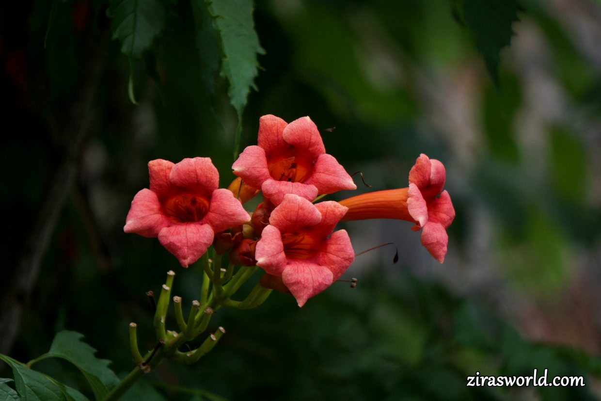 Campsis Radicans