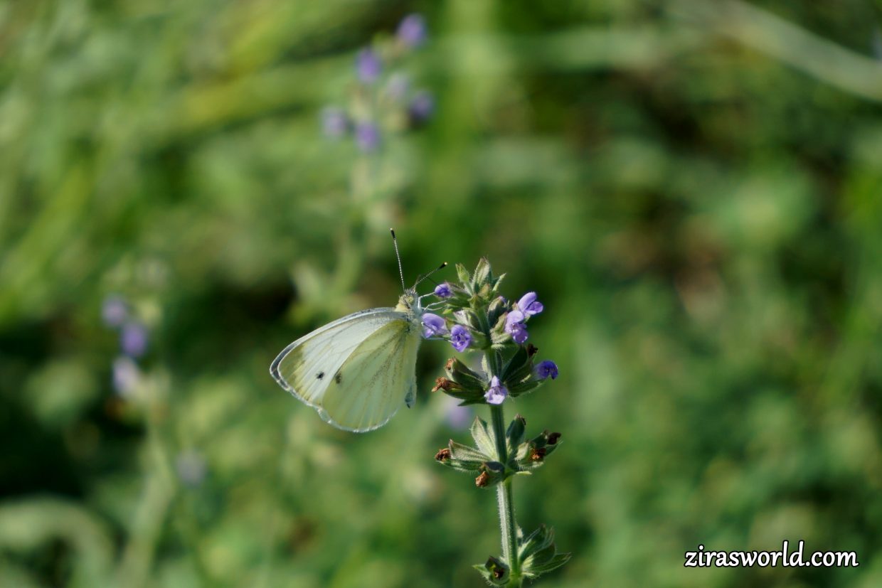 Pieris Rapae