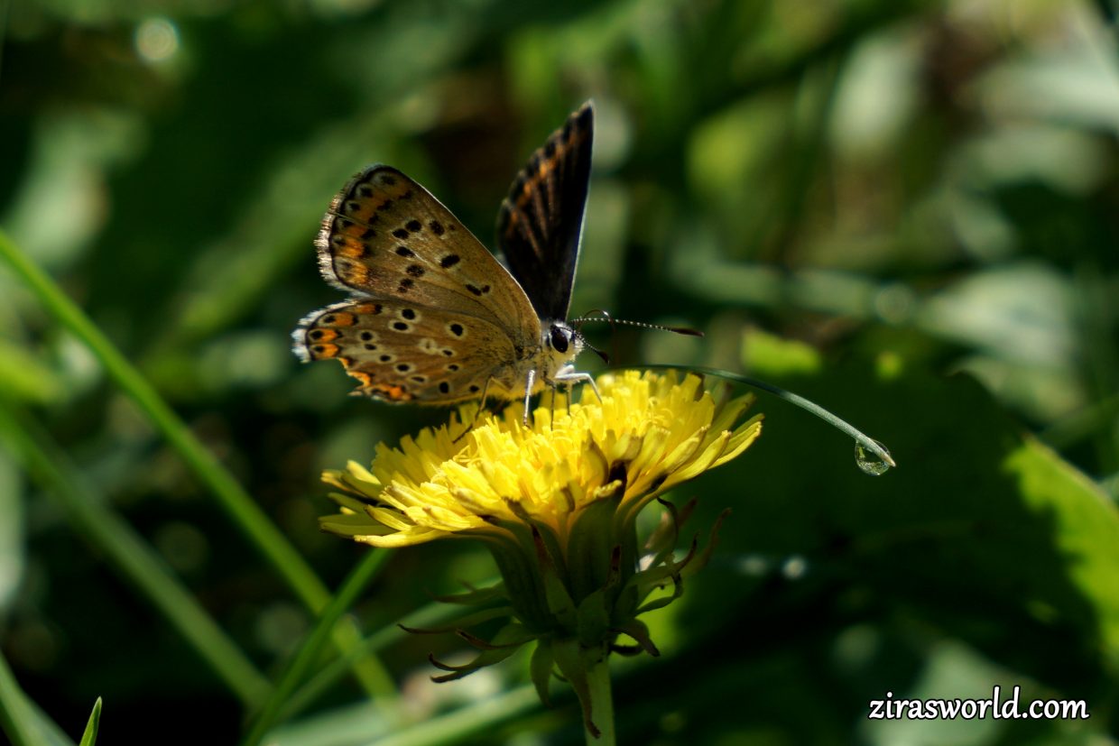 Aricia Agestis Female