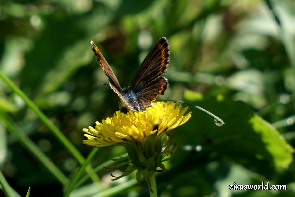Aricia Agestis Female