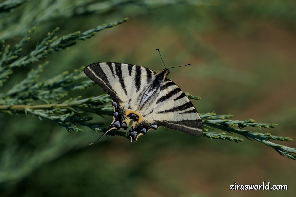 Iphiclides Podalirius
