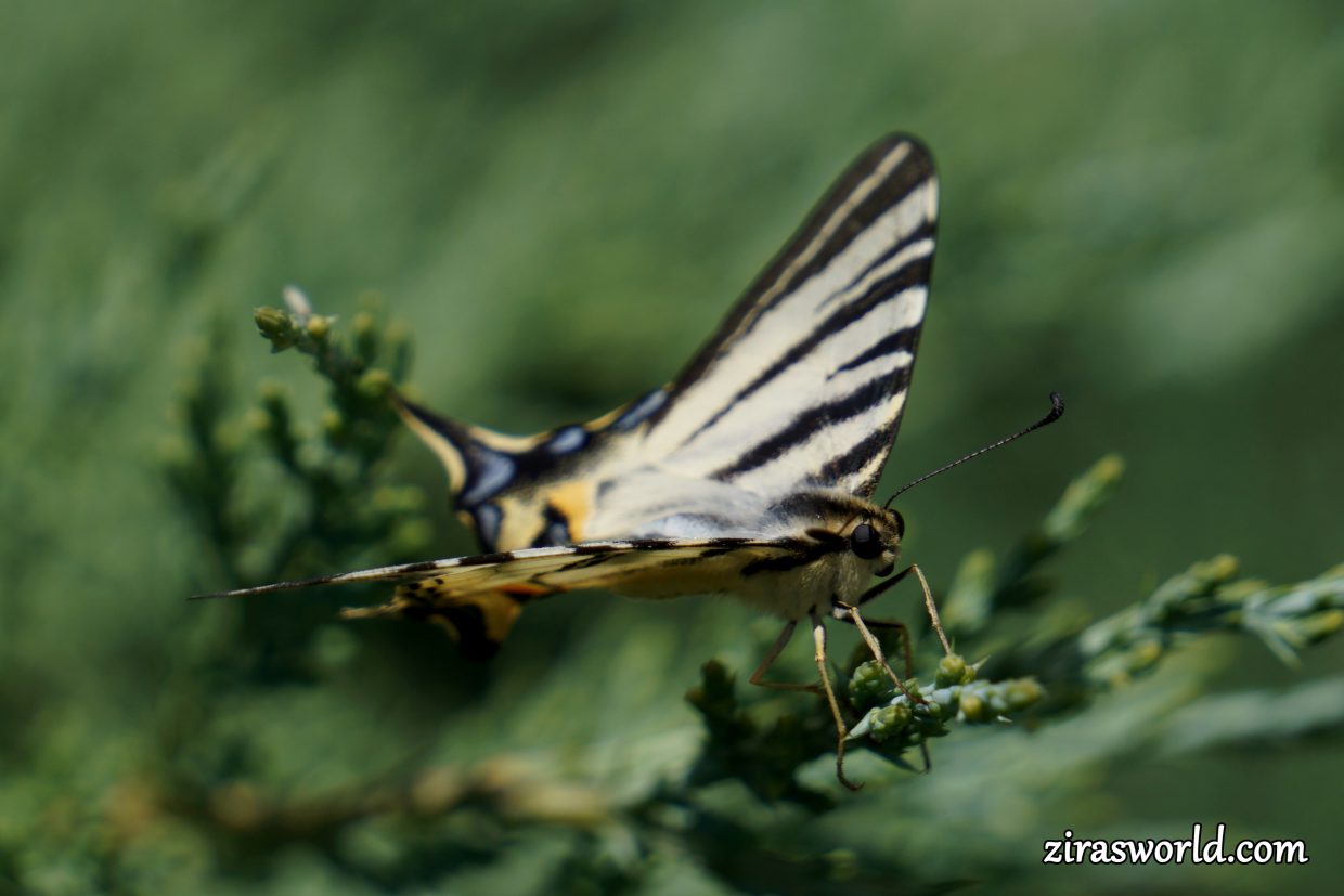 Iphiclides Podalirius