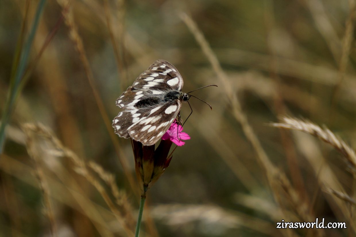 Melanargia Galathea