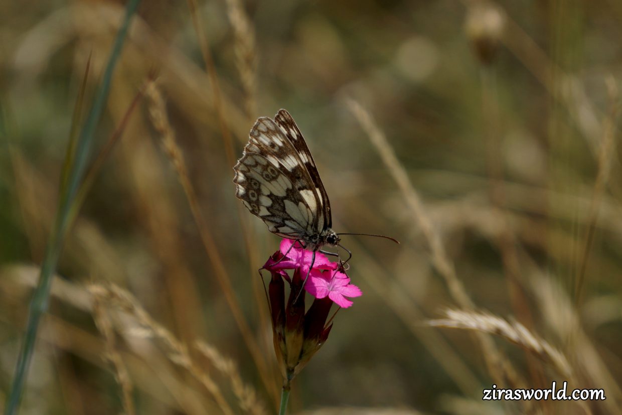 Melanargia Galathea
