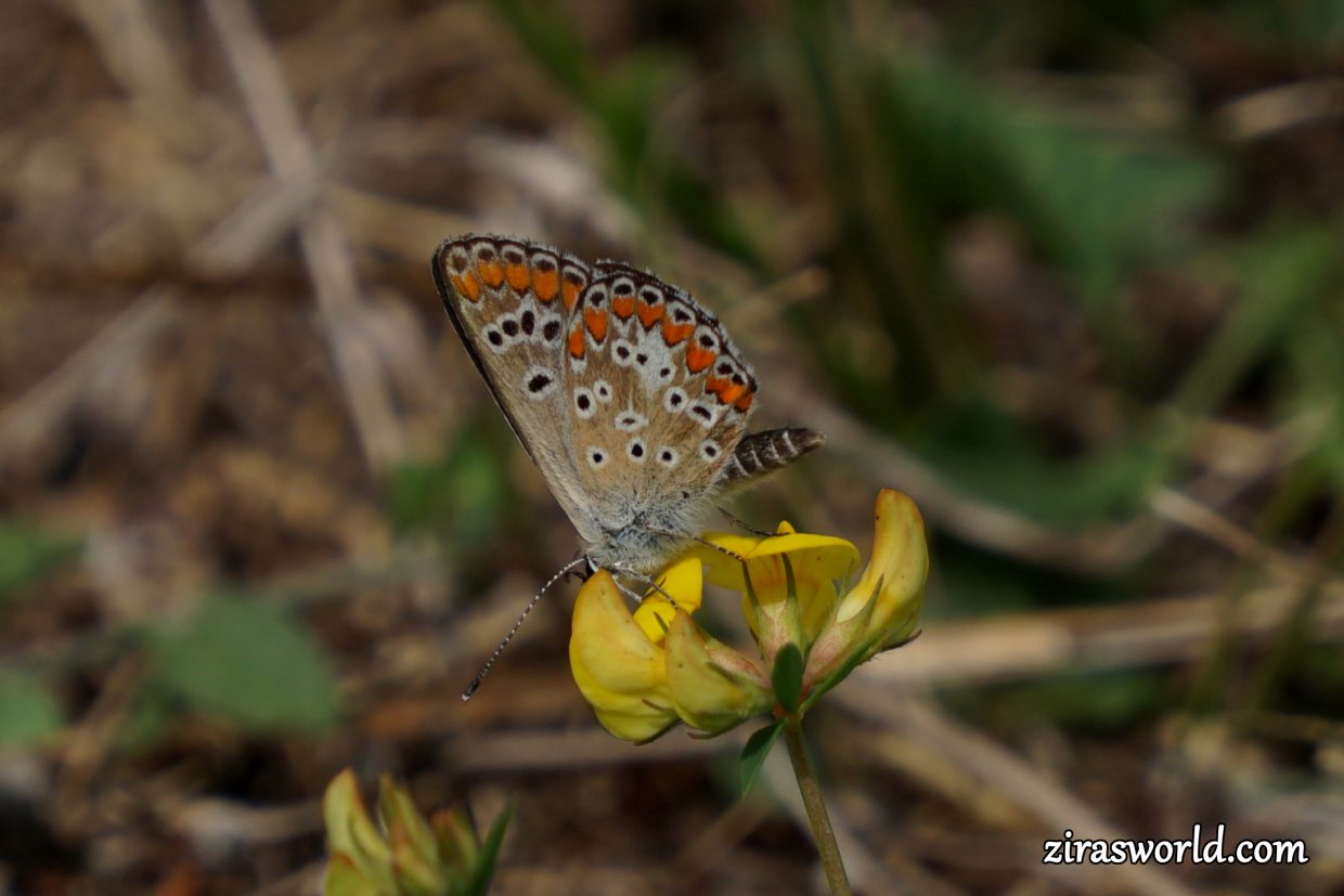 Aricia Agestis Female Underside