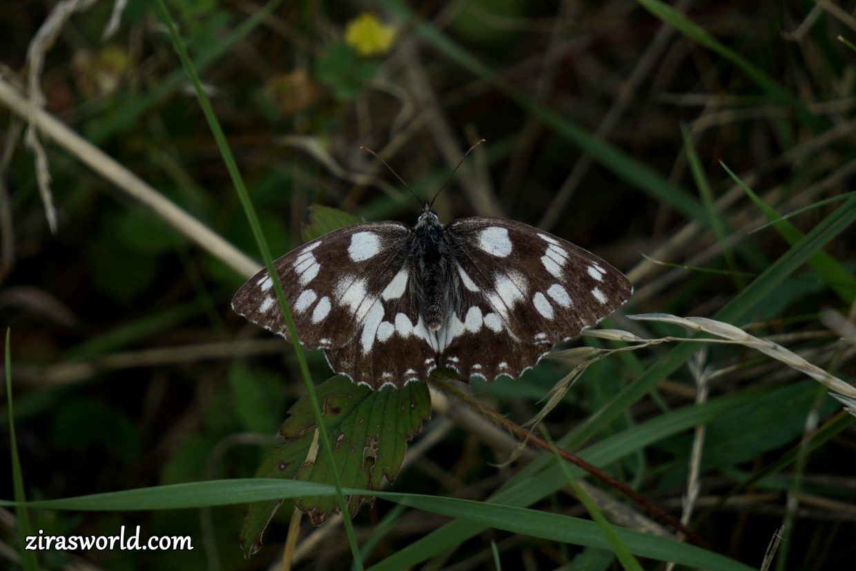 Melanargia Galathea