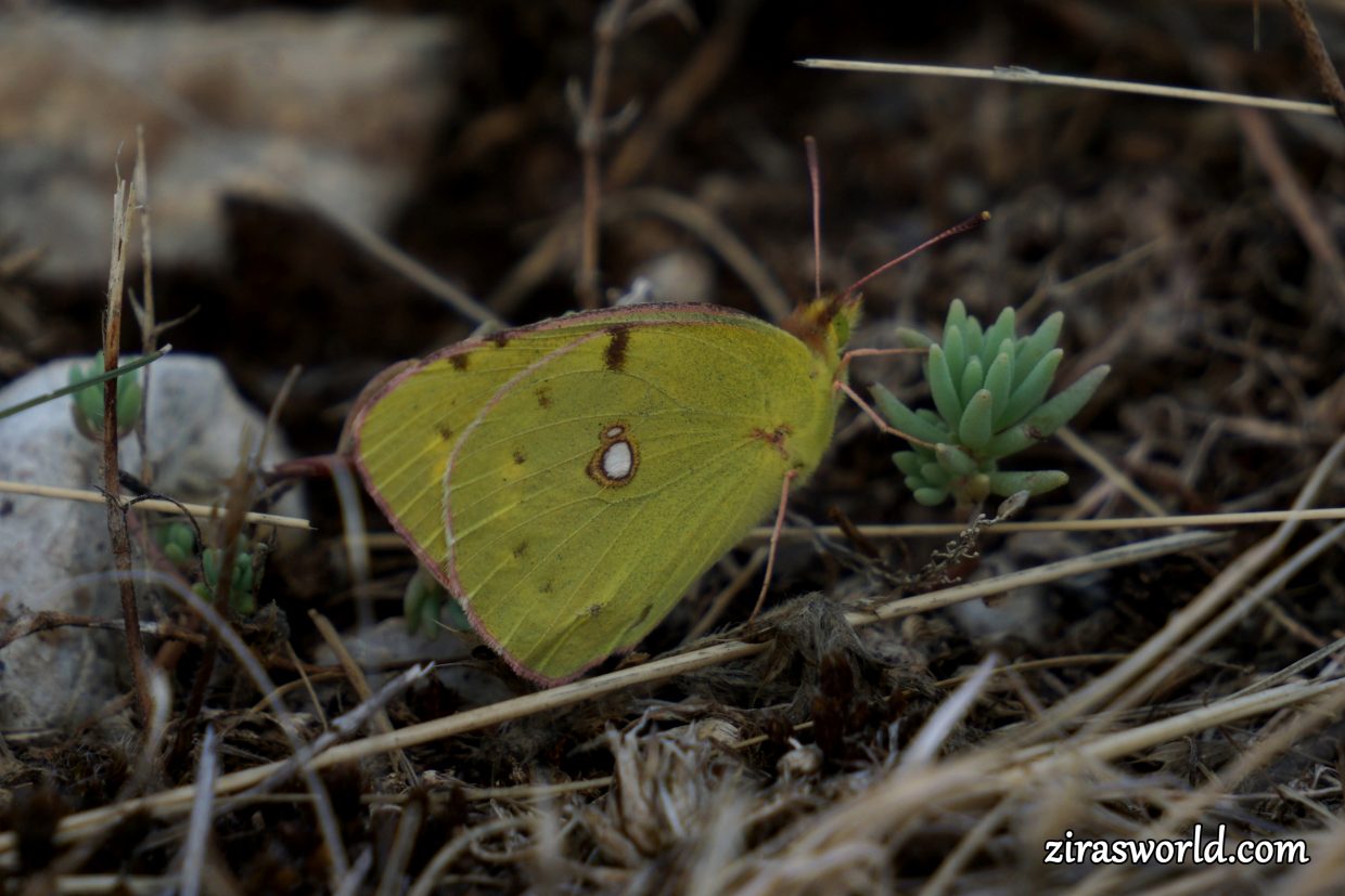 Colias Croceus Underside