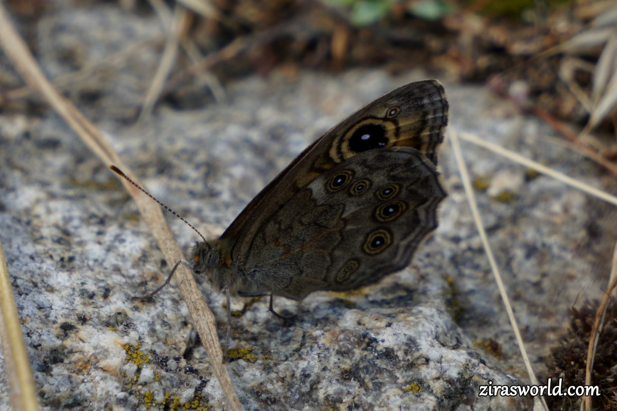 Lasiommata Maera Underside